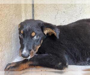 Mutt Dogs for adoption in Oklahoma City, OK, USA