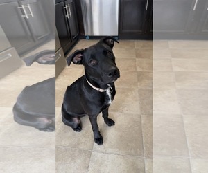 German Shepherd Dog-Staffordshire Bull Terrier Mix Dogs for adoption in Holly Springs, NC, USA