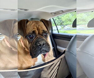 Boxer Dogs for adoption in Dumont, NJ, USA