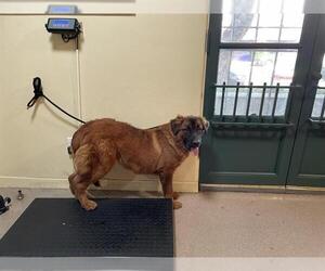 German Shepherd Dog-Unknown Mix Dogs for adoption in Pasadena, CA, USA