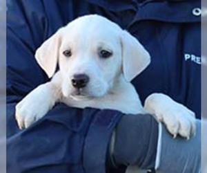 Golden Labrador Dogs for adoption in Chantilly, VA, USA