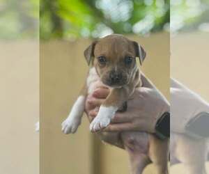 Labrador Retriever-Unknown Mix Dogs for adoption in Pompano Beach , FL, USA