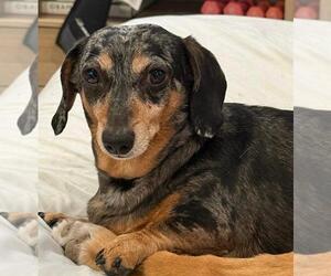 Dachshund Dogs for adoption in Los Angeles, CA, USA
