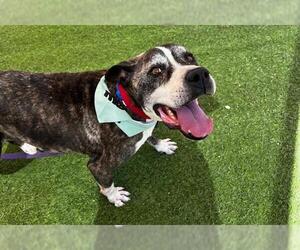 American Pit Bull Terrier-Unknown Mix Dogs for adoption in Las Vegas, NV, USA