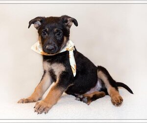 German Shepherd Dog Dogs for adoption in Rolesville, NC, USA