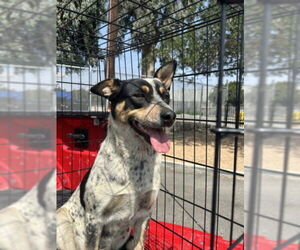 Mutt Dogs for adoption in San Bernardino, CA, USA
