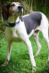 Treeing Walker Coonhound Dogs for adoption in Batavia, OH, USA