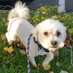 Poochon Dogs for adoption in Olalla, WA, USA