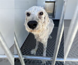 Poodle (Miniature)-Unknown Mix Dogs for adoption in San Bernardino, CA, USA