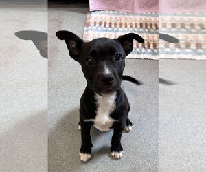 Mutt Dogs for adoption in Sterling, MA, USA