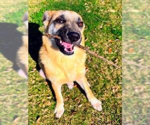 German Shepherd Dog-Unknown Mix Dogs for adoption in Texas City, TX, USA