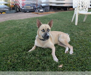 Huskies -Unknown Mix Dogs for adoption in Chandler, AZ, USA