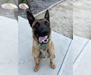 Mutt Dogs for adoption in Santa Maria, CA, USA