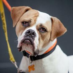 American Bulldog Dogs for adoption in New York City, NY, USA