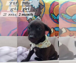 Chihuahua-Unknown Mix Dogs for adoption in Virginia Beach, VA, USA