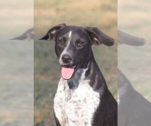 Lab-Pointer Dogs for adoption in Claremore, OK, USA