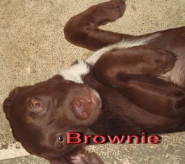 Labrador Retriever-Unknown Mix Dogs for adoption in Coleman, TX, USA