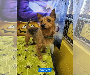 Mutt Dogs for adoption in Metairie, LA, USA