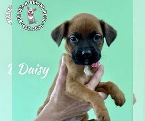 Boxer-Unknown Mix Dogs for adoption in Omaha, NE, USA