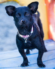 Chion Dogs for adoption in Anchorage, AK, USA