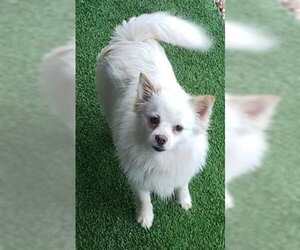 Pomeranian Dogs for adoption in Pipe Creek, TX, USA