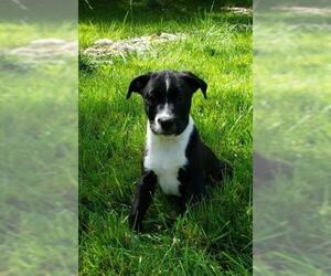 Bogle Dogs for adoption in Cincinnati, OH, USA