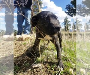 Presa Canario Dogs for adoption in Evergreen, CO, USA