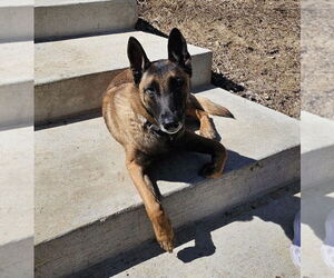 Mutt Dogs for adoption in Imlay City, MI, USA