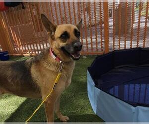 German Shepherd Dog-Unknown Mix Dogs for adoption in Las Vegas, NV, USA