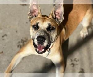 Mutt Dogs for adoption in Tulsa, OK, USA