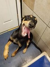 Doberman Pinscher-Unknown Mix Dogs for adoption in Mission, KS, USA