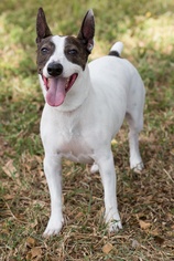 Jack Russell Terrier Dogs for adoption in Miami, FL, USA