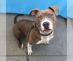 American Pit Bull Terrier Dogs for adoption in Long Beach, CA, USA