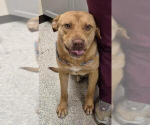 Labrador Retriever-Unknown Mix Dogs for adoption in Lodi, CA, USA