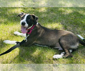 Mutt Dogs for adoption in Sterling, MA, USA