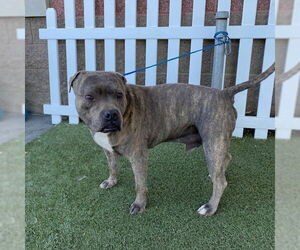 American Pit Bull Terrier Dogs for adoption in Modesto, CA, USA