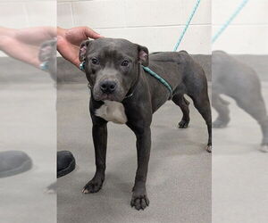 Mutt Dogs for adoption in Forestville, MD, USA