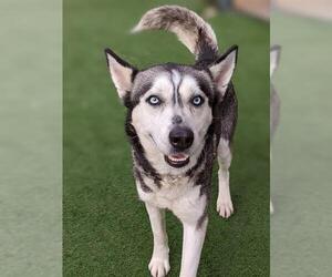 Siberian Husky Dogs for adoption in Sacramento, CA, USA