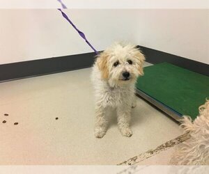Maltese Dogs for adoption in Corona, CA, USA