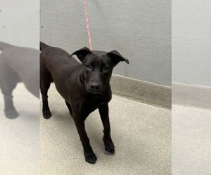 Labrador Retriever-Unknown Mix Dogs for adoption in Las Vegas, NV, USA
