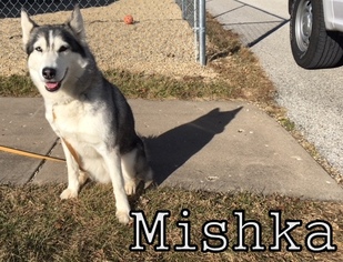 Alaskan Husky Dogs for adoption in Tremont, IL, USA