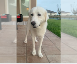 Great Pyrenees-Unknown Mix Dogs for adoption in Von Ormy, TX, USA