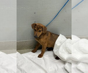 Medium Photo #1 German Shepherd Dog-Unknown Mix Puppy For Sale in Las Vegas, NV, USA