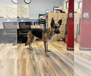 German Shepherd Dog Dogs for adoption in Shreveport, LA, USA