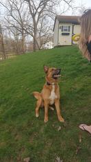 German Shepherd Dog Dogs for adoption in West Milton, PA, USA