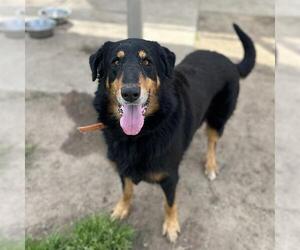 German Shepherd Dog-Unknown Mix Dogs for adoption in Modesto, CA, USA
