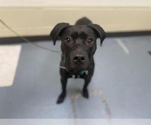American Pit Bull Terrier-Labrador Retriever Mix Dogs for adoption in Denver, CO, USA