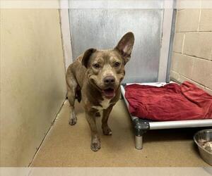 American Pit Bull Terrier-Unknown Mix Dogs for adoption in Martinez, CA, USA