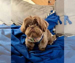 Shih Tzu Dogs for adoption in St. Louis Park, MN, USA
