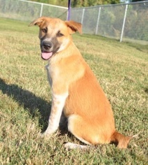 Lab-Pointer Dogs for adoption in Forrest City, AR, USA